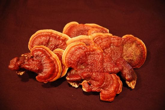 What Is Reishi?